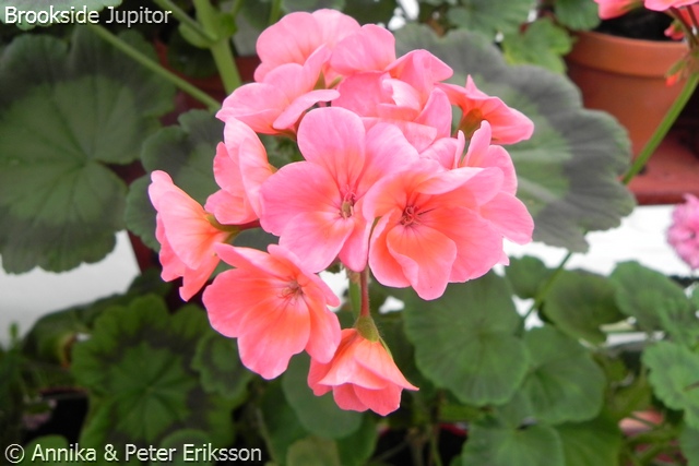 Brookside Jupitor
